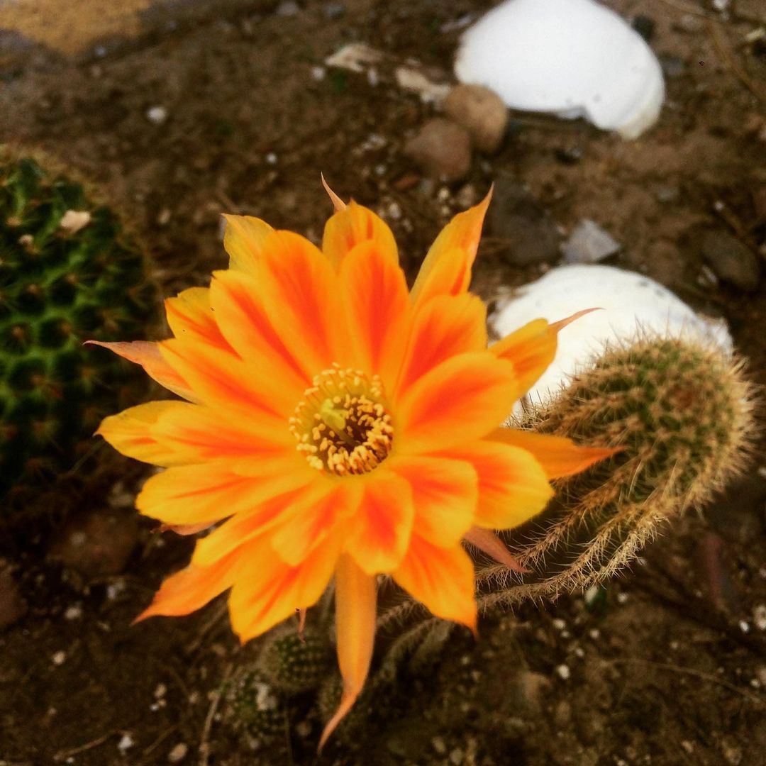 Nice to see flowers on the cacti in the BoKo cactus garden. This cactus although…