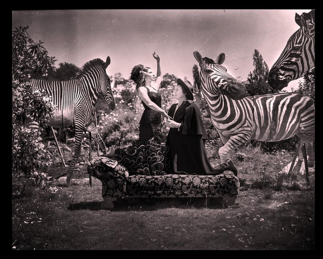 The passion of the stripe. #zebra #4x5film #4x5photography #thehorrorandthewonde…