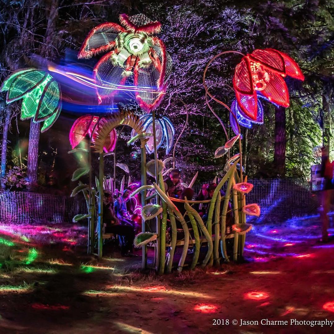 A great nighttime shot of the #psychedahliagarden at the #northweststringsummit …